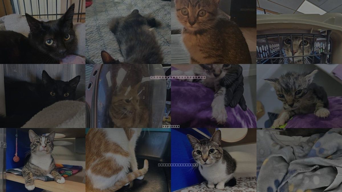 Cats for Adoption in Norfolk, Virginia