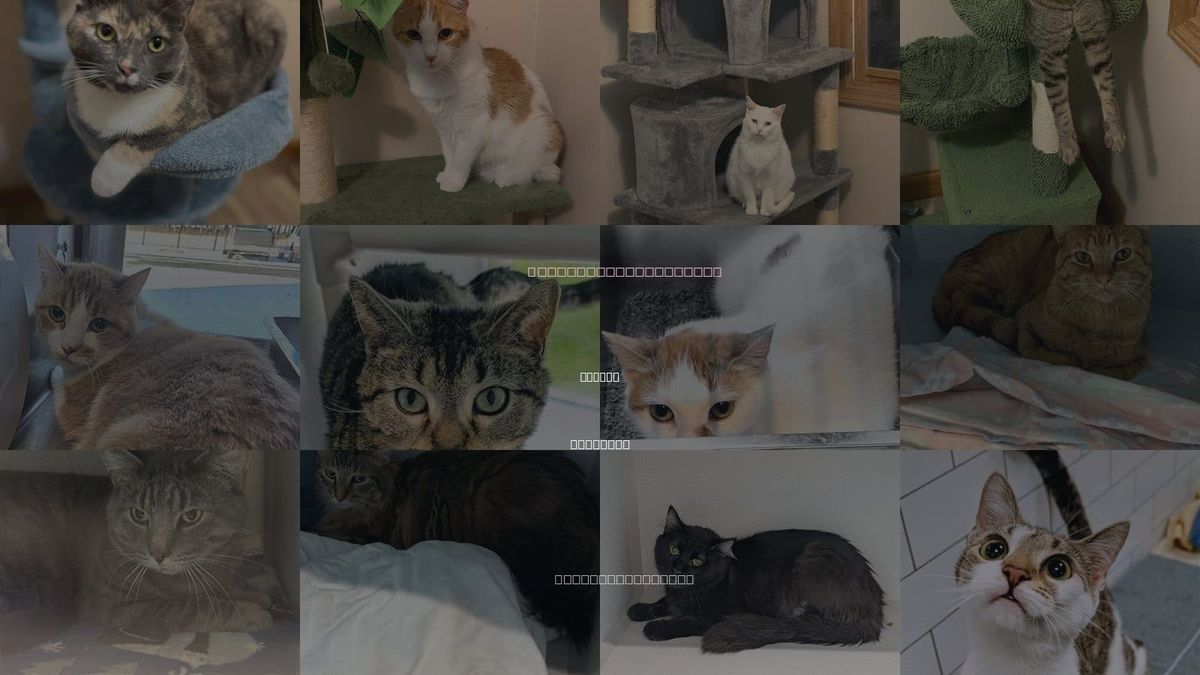 Cats for Adoption in Normal, Illinois
