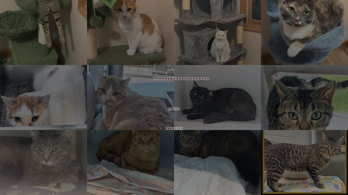 Cats for Adoption in Normal, Illinois