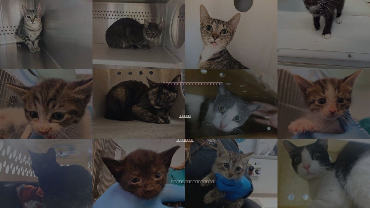 Cats for Adoption in Norman, Oklahoma