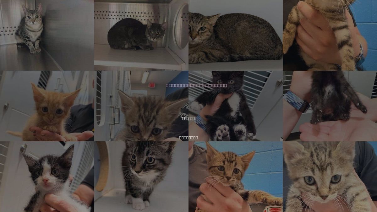 Cats for Adoption in Norman, Oklahoma