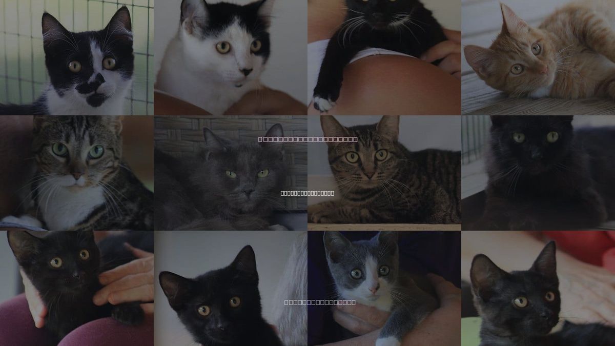 Cats for Adoption in North Fort Myers, Florida