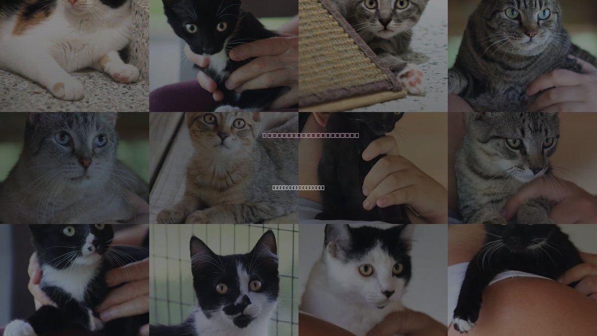 Cats for Adoption in North Fort Myers, Florida