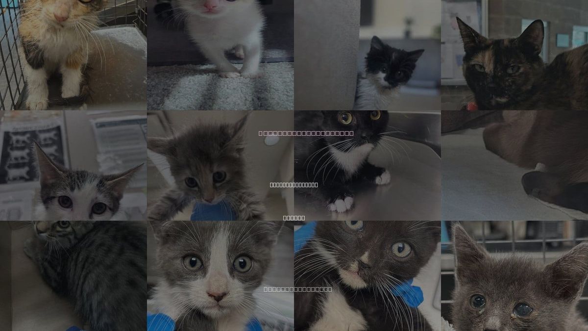 Cats for Adoption in North Las Vegas, Nevada
