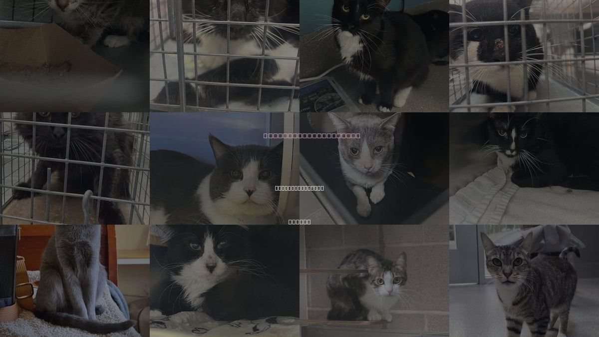 Cats for Adoption in North Las Vegas, Nevada