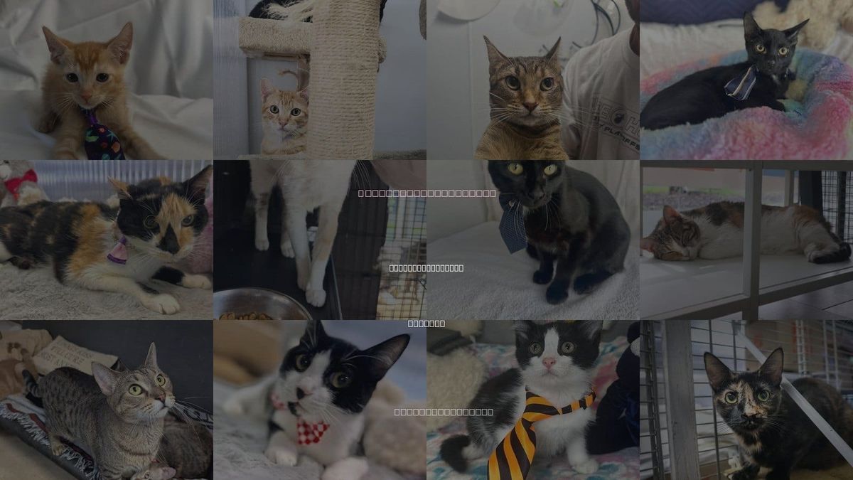 Cats for Adoption in North Lauderdale, Florida
