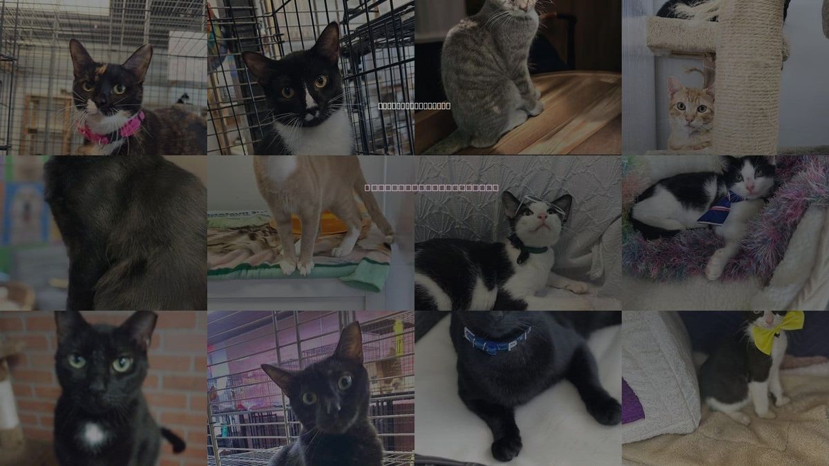 Cats for Adoption in North Lauderdale, Florida