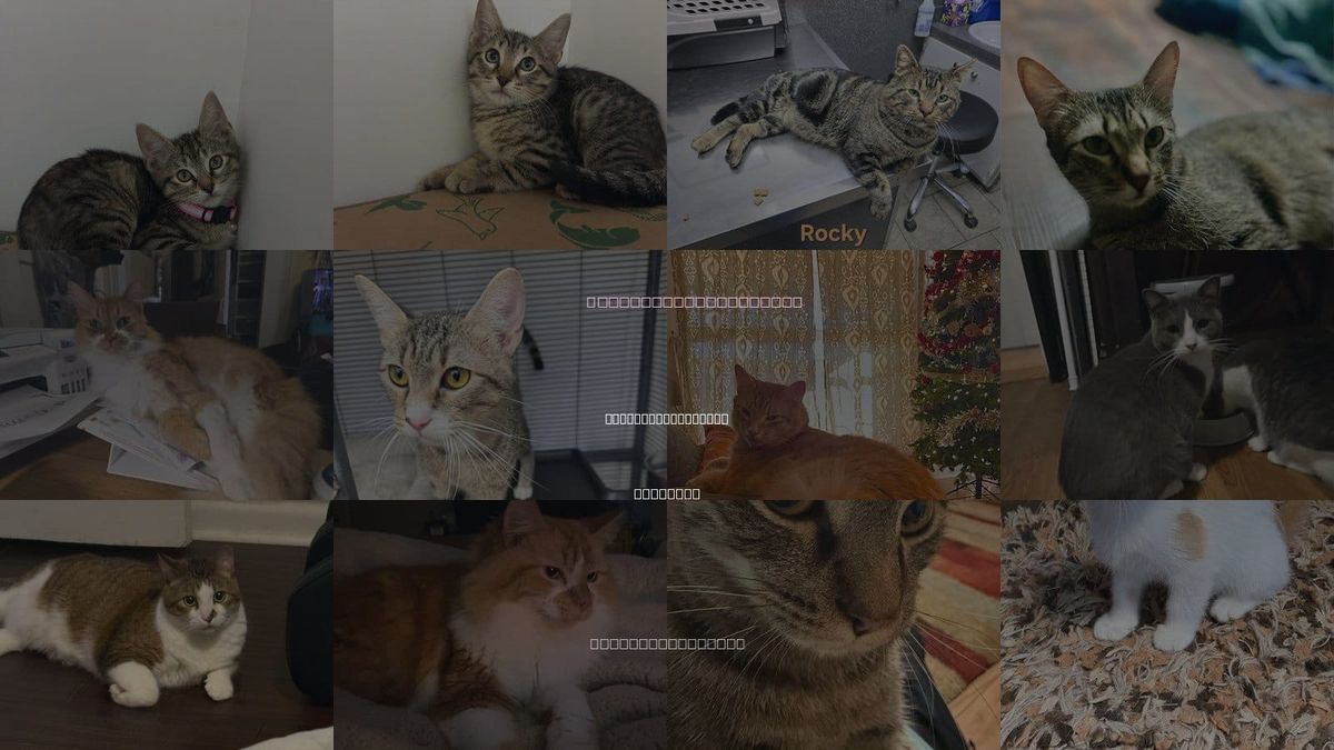 Cats for Adoption in North Little Rock, Arkansas