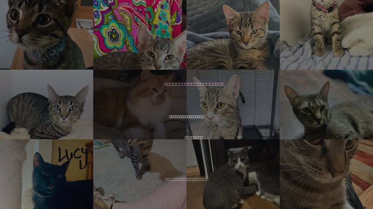 Cats for Adoption in North Little Rock, Arkansas
