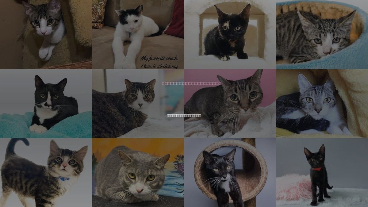 Cats for Adoption in North Miami Beach, Florida