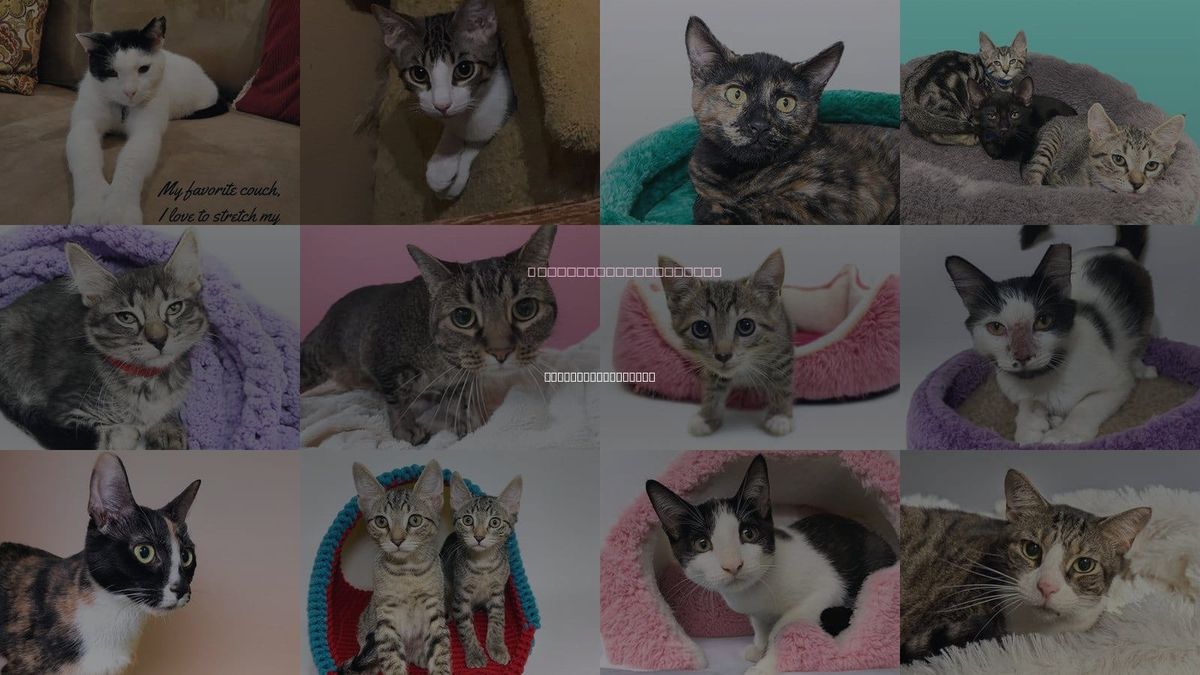 Cats for Adoption in North Miami Beach, Florida