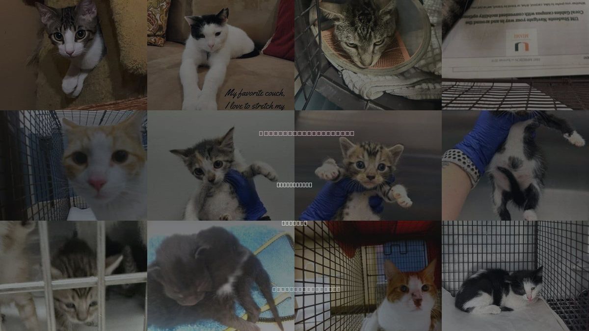 Cats for Adoption in North Miami, Florida
