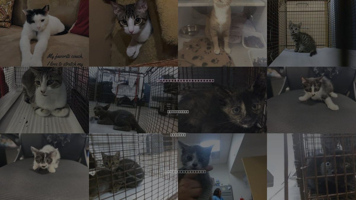 Cats for Adoption in North Miami, Florida