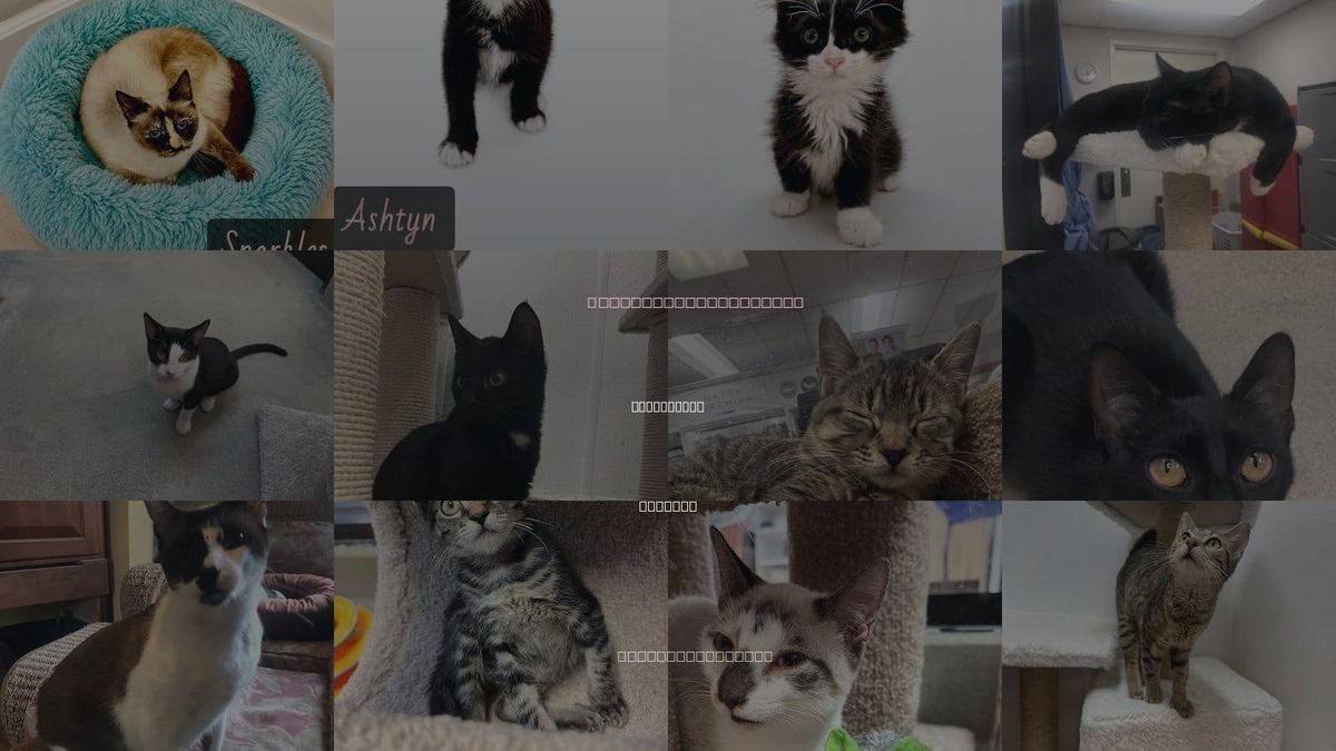 Cats for Adoption in North Port, Florida