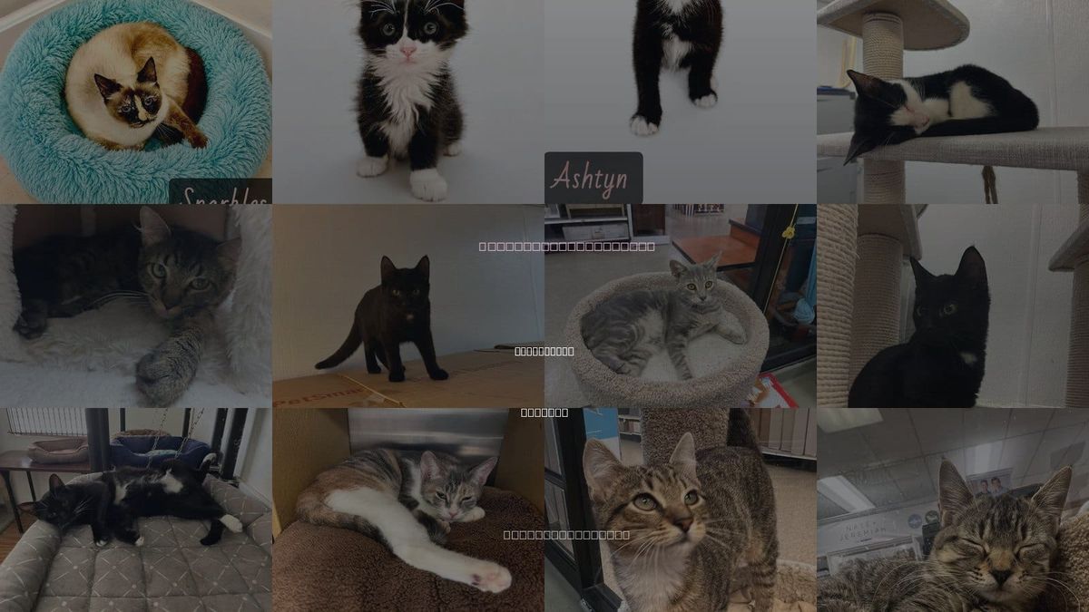 Cats for Adoption in North Port, Florida