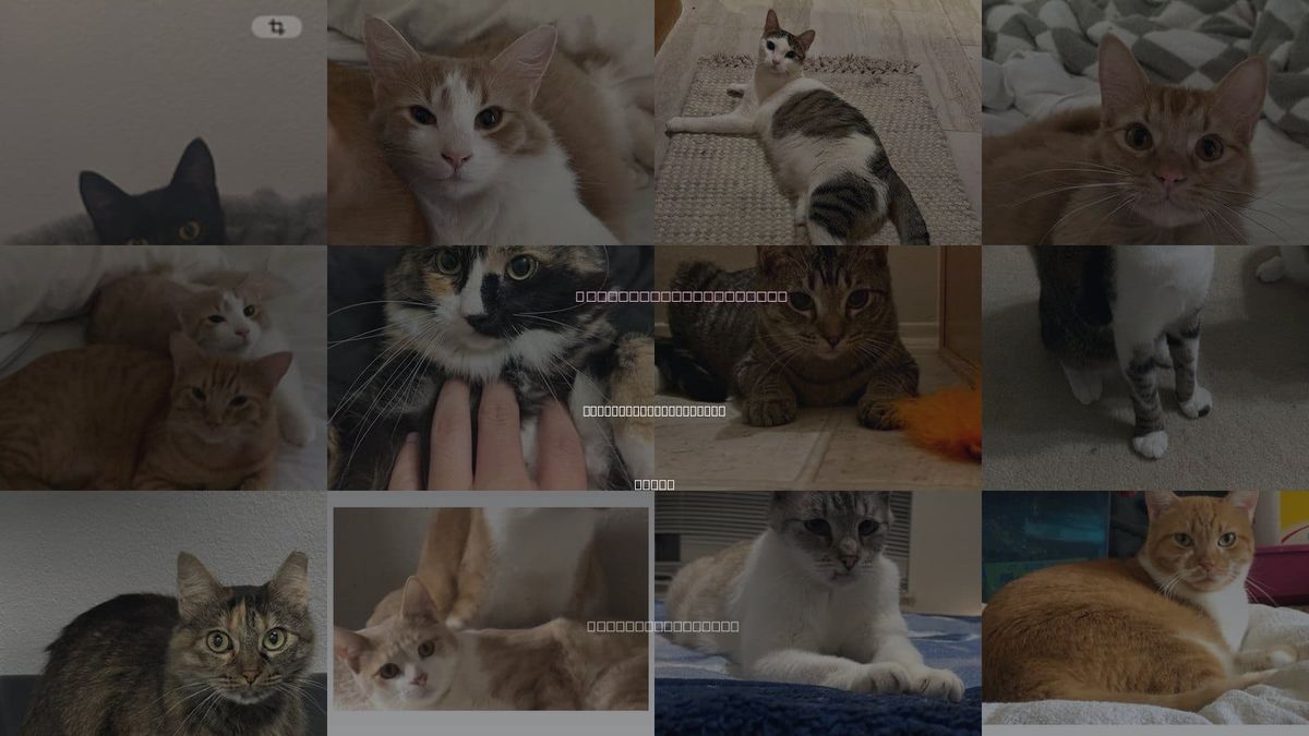Cats for Adoption in North Richland Hills, Texas