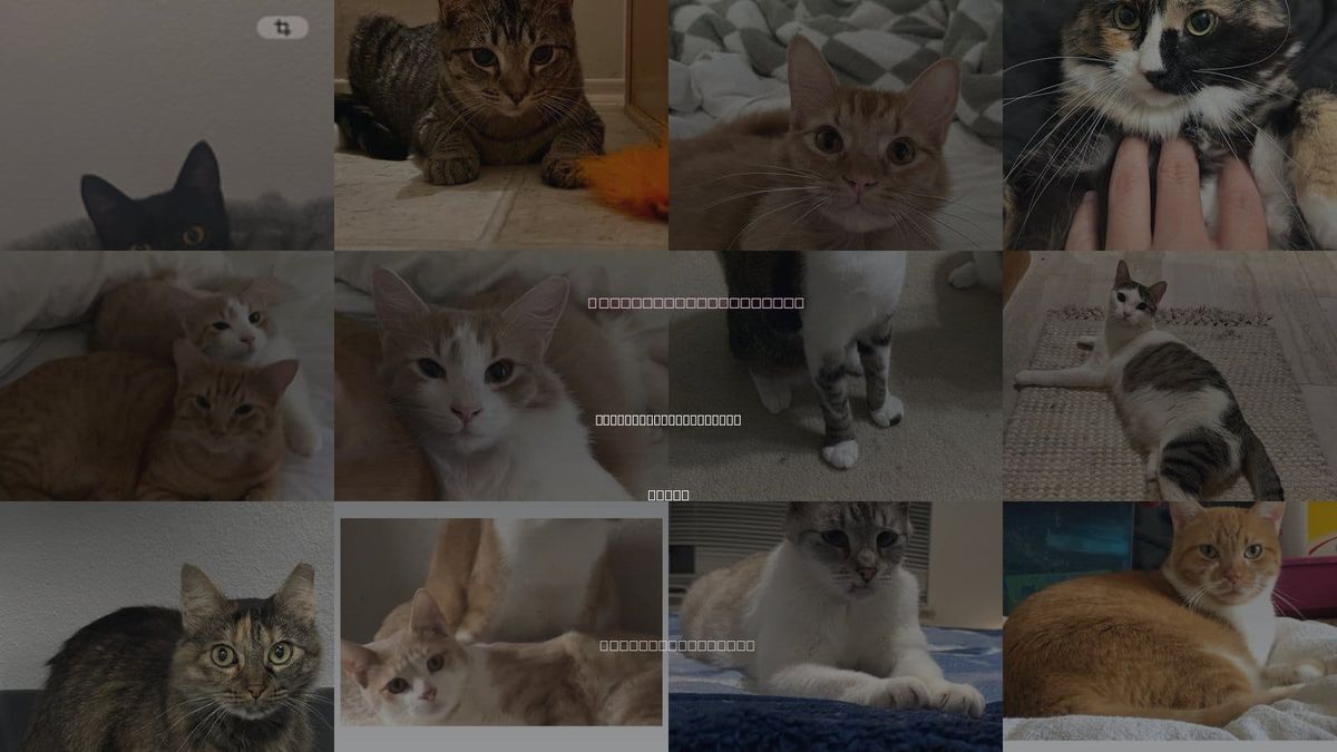 Cats for Adoption in North Richland Hills, Texas