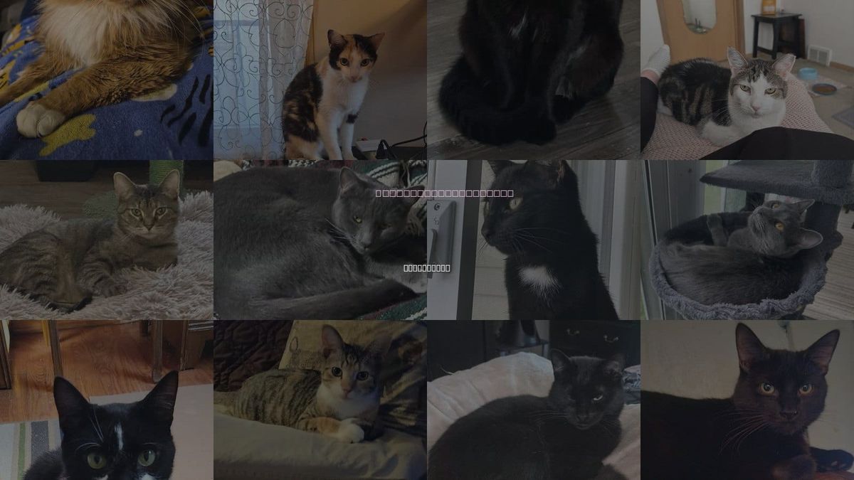 Cats for Adoption in Northfield, Ohio