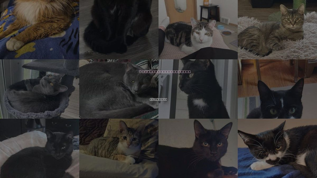 Cats for Adoption in Northfield, Ohio