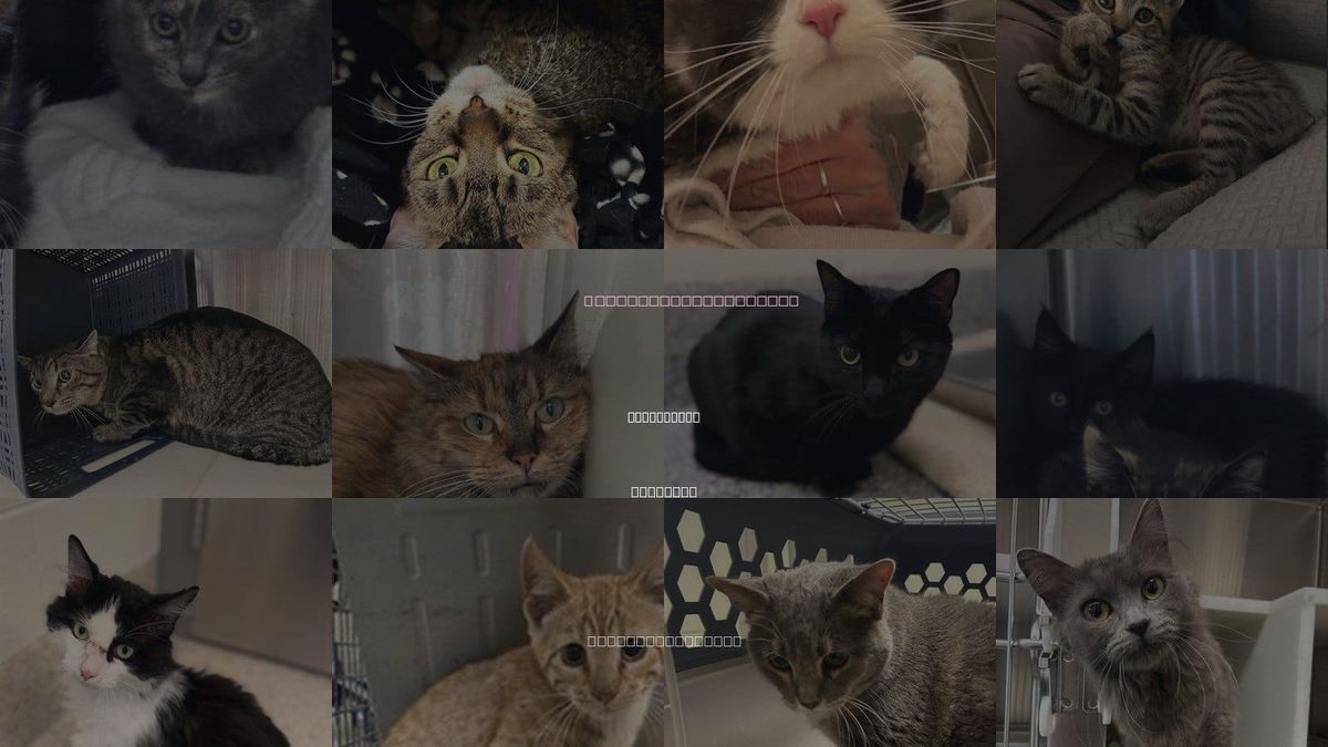 Cats for Adoption in Northglenn, Colorado