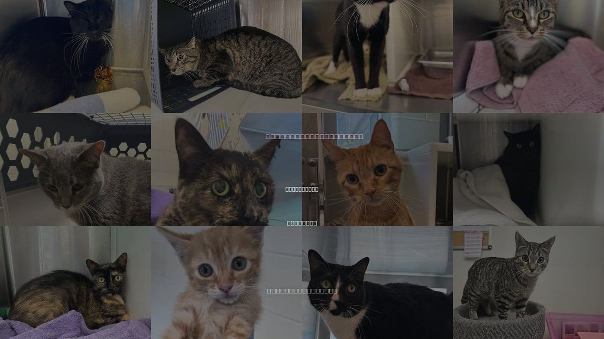 Cats for Adoption in Northglenn, Colorado