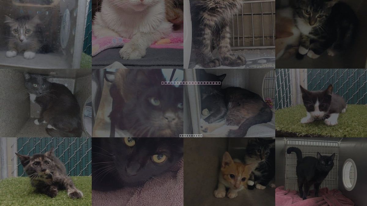 Cats for Adoption in Norwalk, California