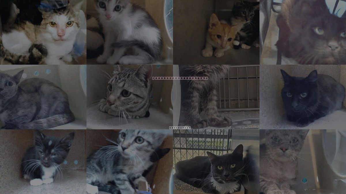 Cats for Adoption in Norwalk, California