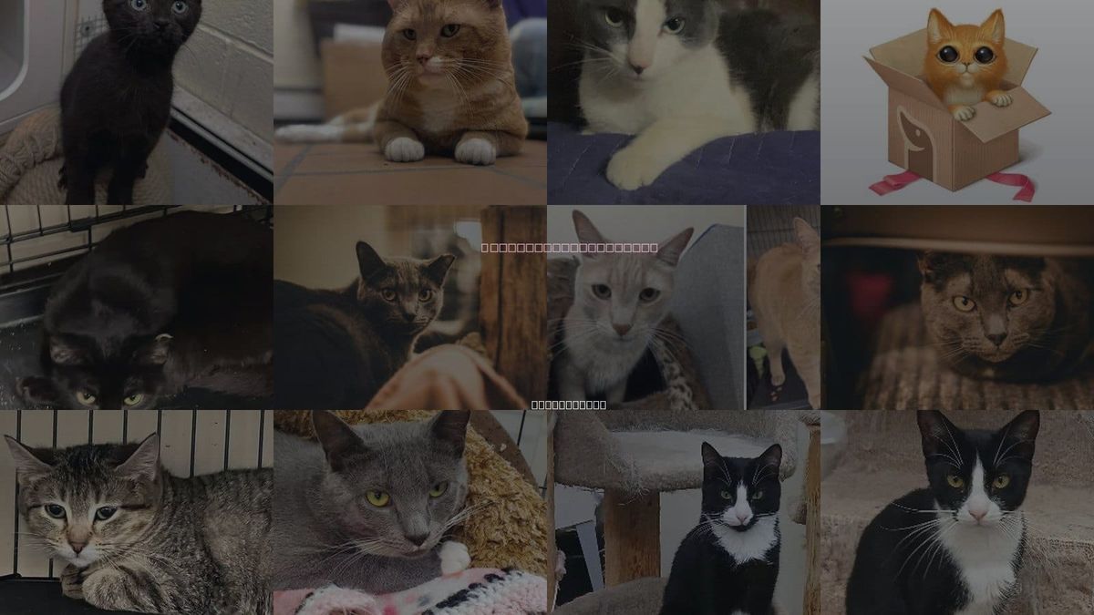 Cats for Adoption in Norwalk, Connecticut