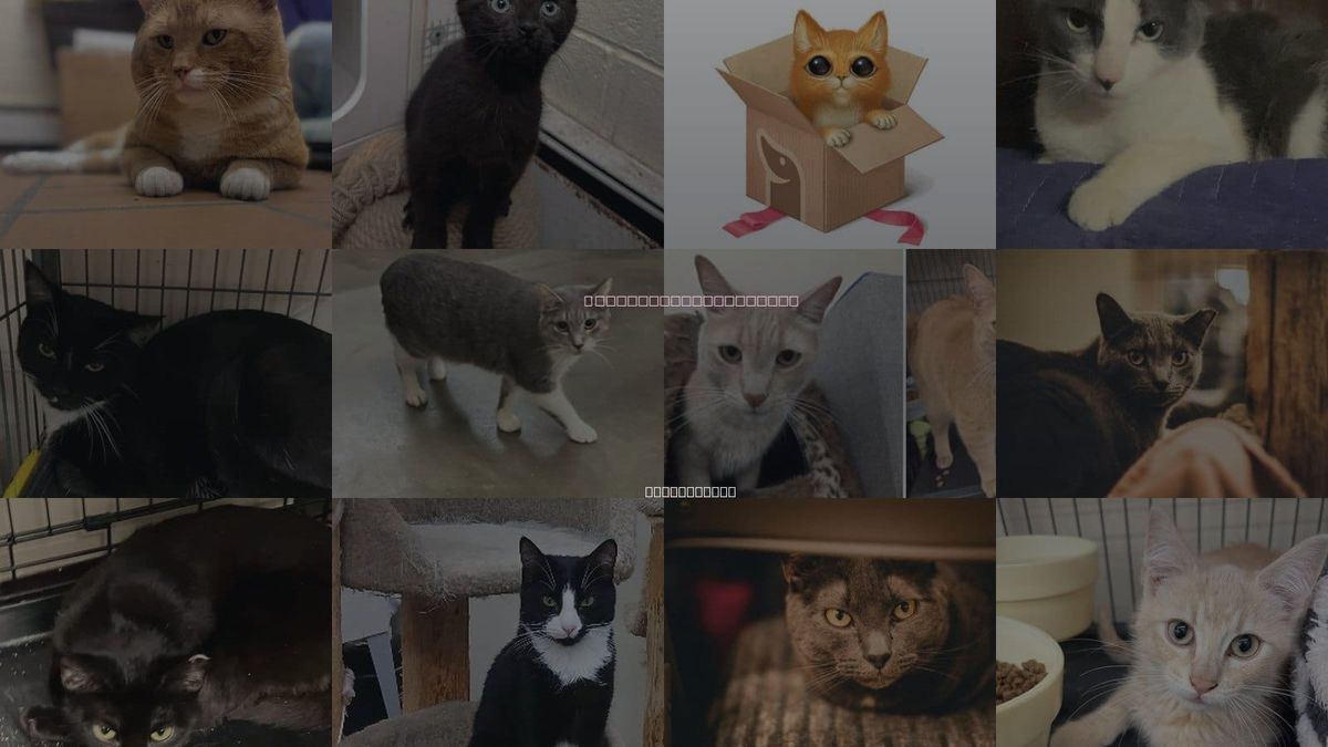 Cats for Adoption in Norwalk, Connecticut