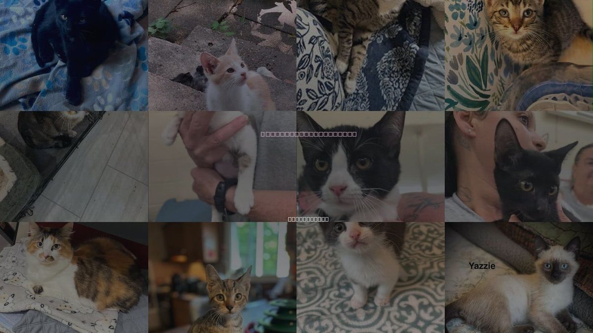 Cats for Adoption in Norwich, Connecticut