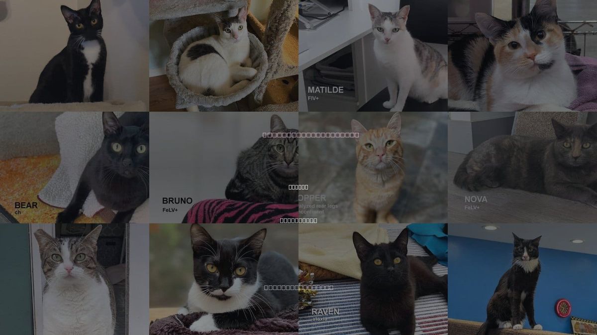 Cats for Adoption in Novato, California