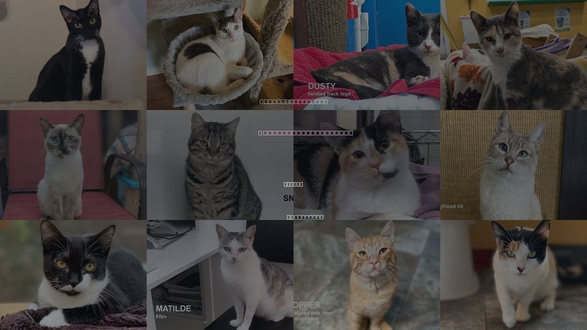 Cats for Adoption in Novato, California