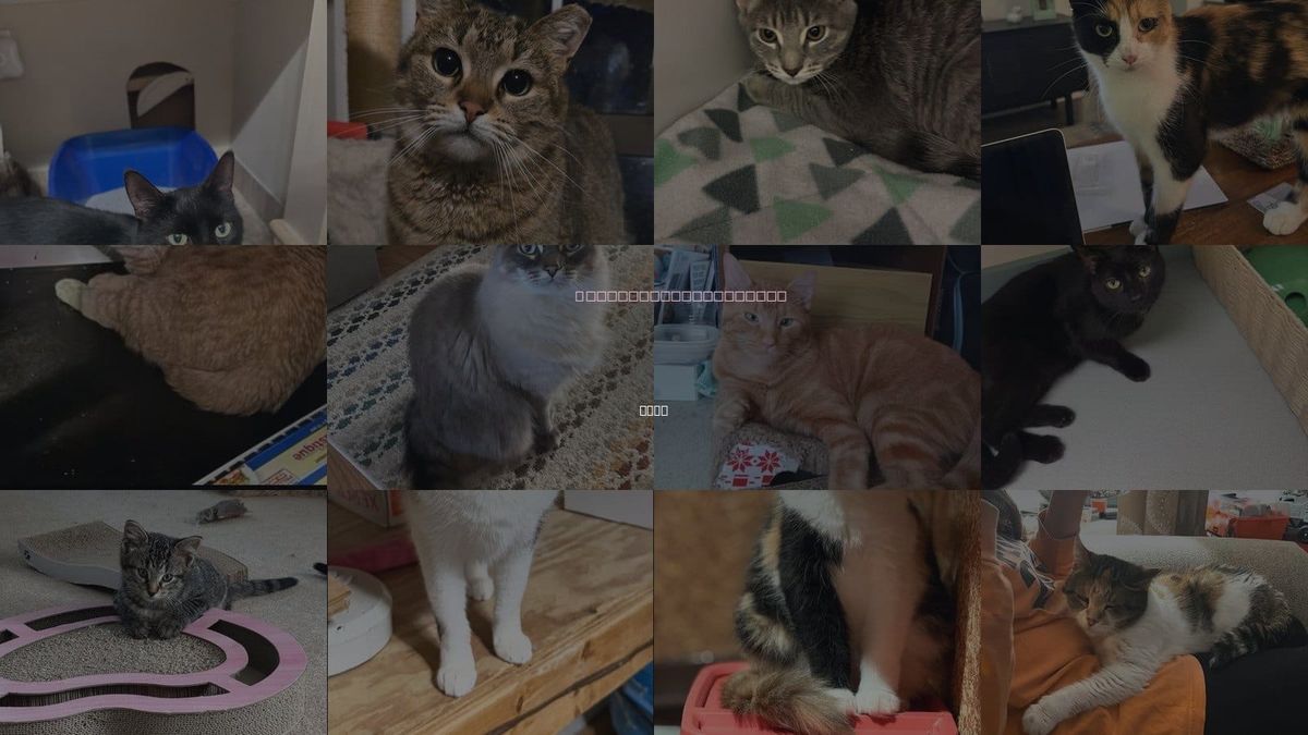 Cats for Adoption in Novi, Michigan