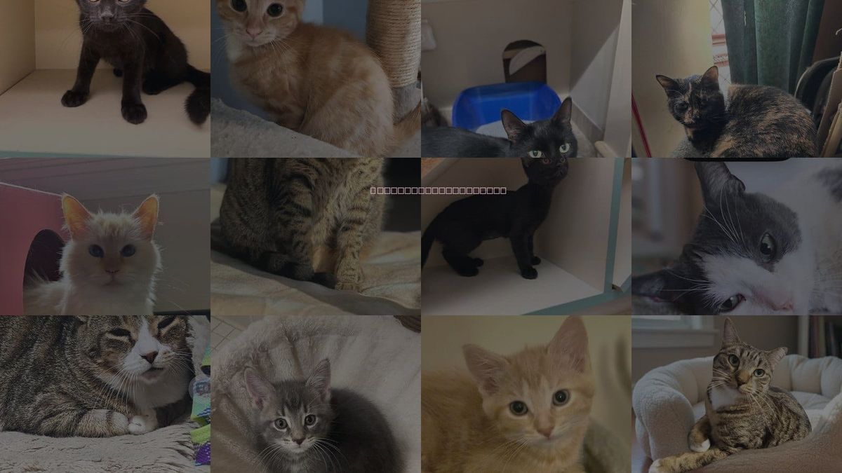 Cats for Adoption in Novi, Michigan