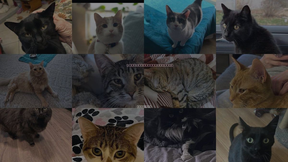 Cats for Adoption in O'Fallon, Missouri