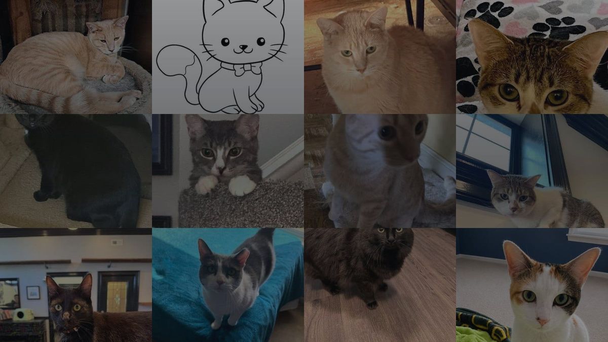Cats for Adoption in O'Fallon, Missouri