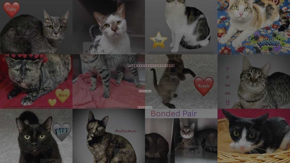 Cats for Adoption in Oak Lawn, Illinois