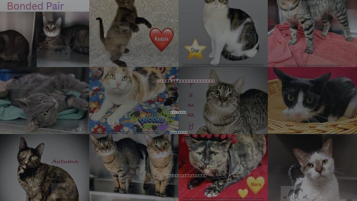 Cats for Adoption in Oak Lawn, Illinois