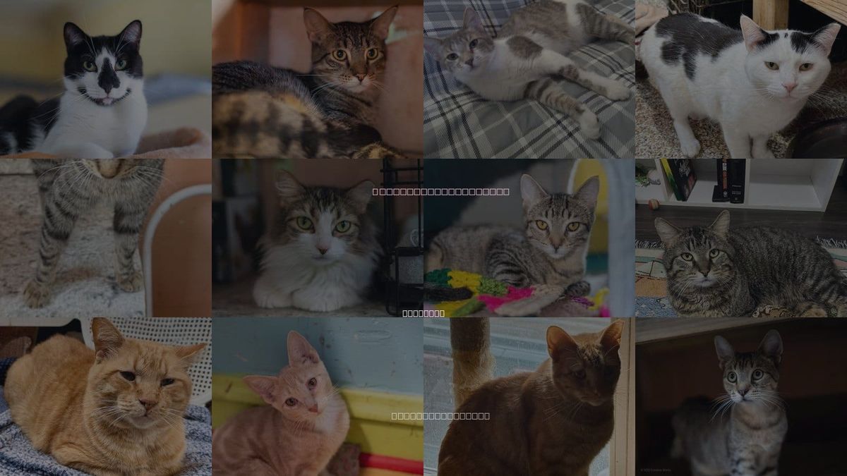 Cats for Adoption in Oak Park, Illinois