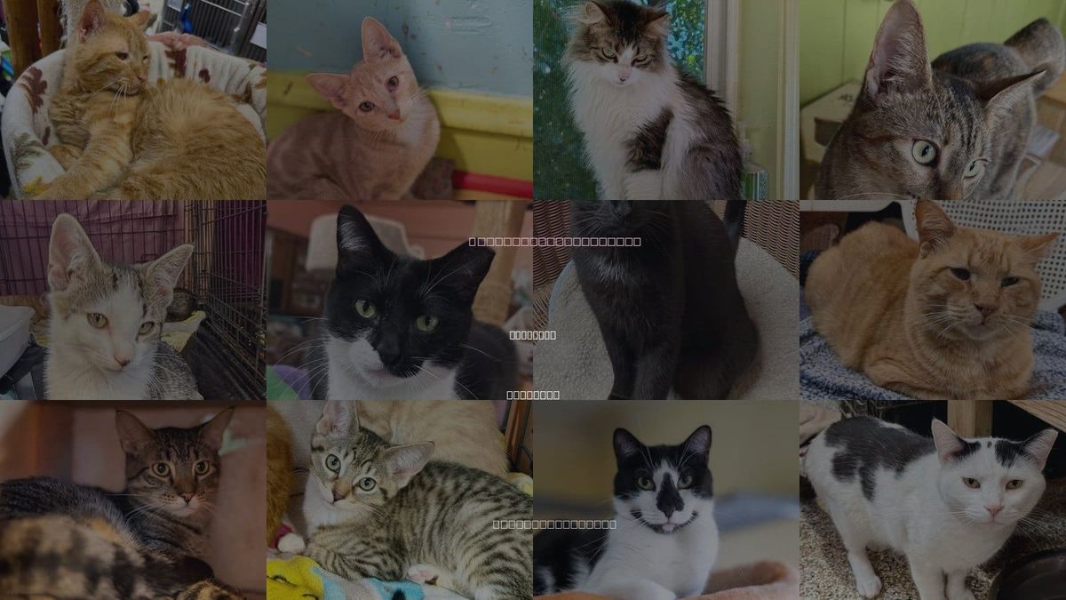 Cats for Adoption in Oak Park, Illinois