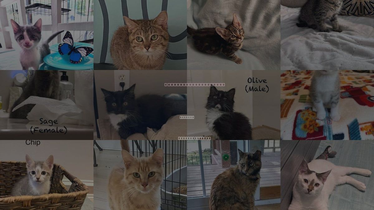 Cats for Adoption in Oakboro, North Carolina