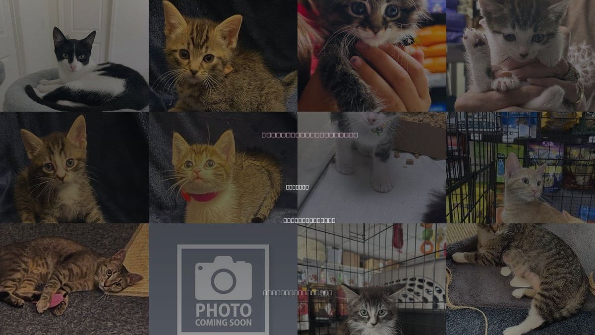 Cats for Adoption in Oakboro, North Carolina
