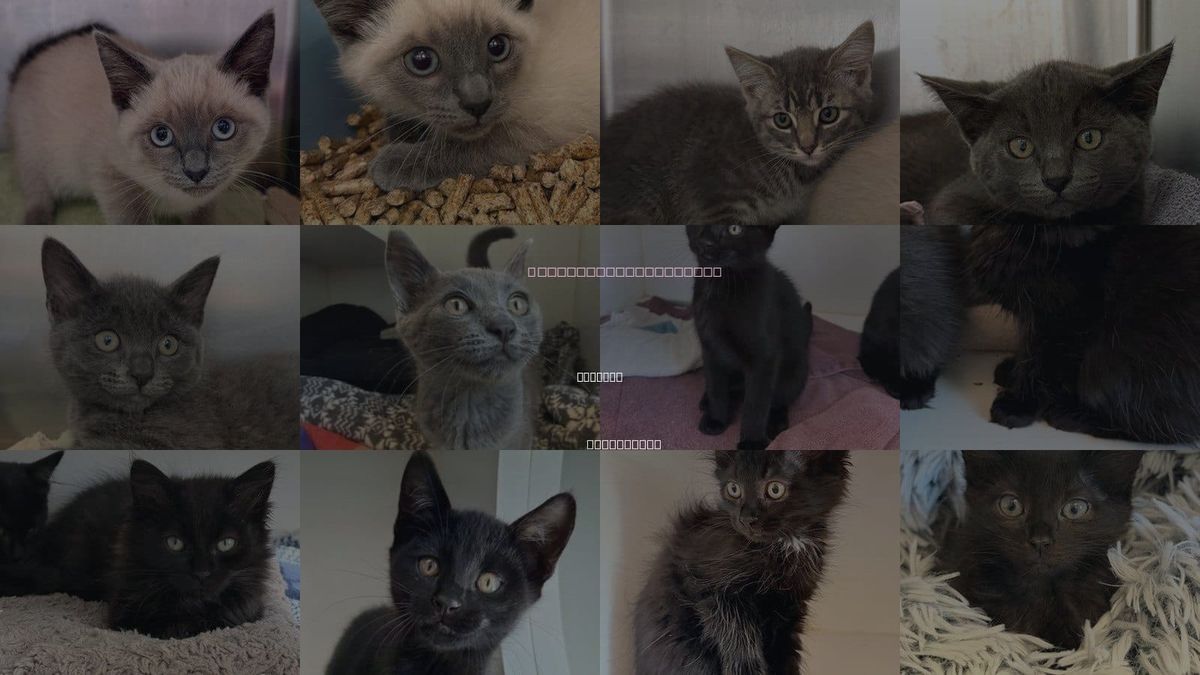 Cats for Adoption in Oakland, California