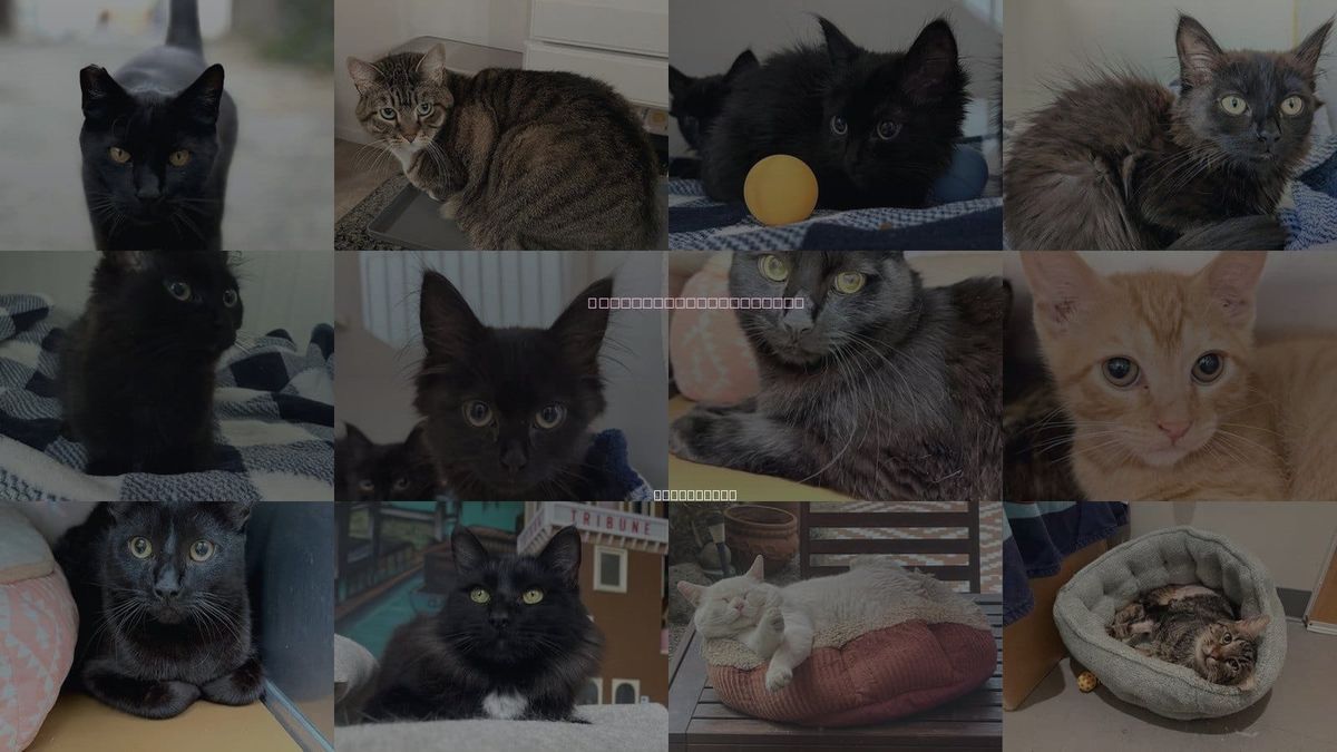 Cats for Adoption in Oakland, California