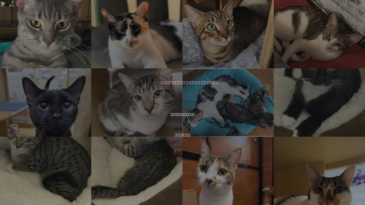 Cats for Adoption in Oakland Park, Florida