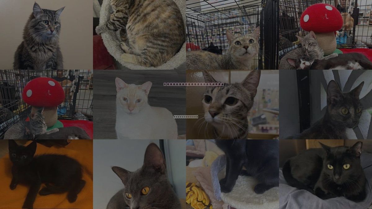 Cats for Adoption in Oakland Park, Florida