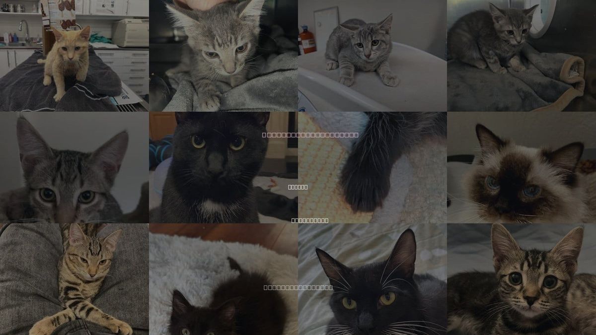 Cats for Adoption in Oakley, California