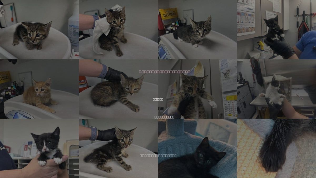 Cats for Adoption in Oakley, California