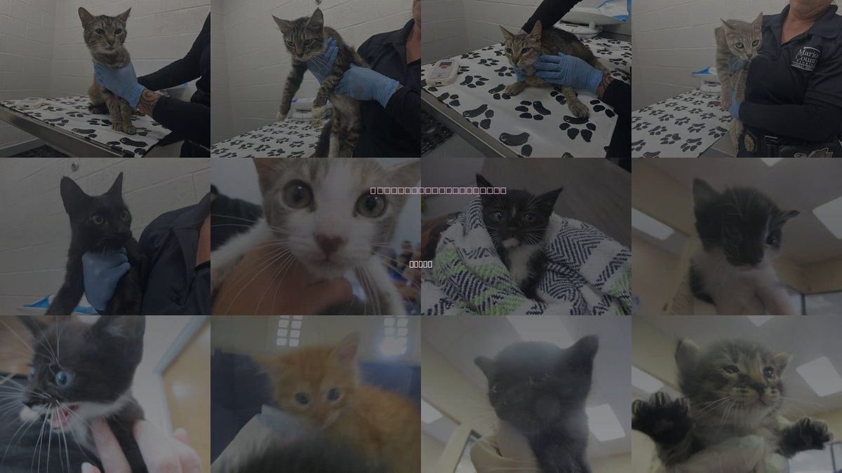 Cats for Adoption in Ocala, Florida