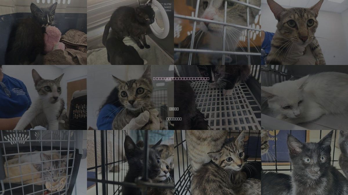 Cats for Adoption in Ocala, Florida
